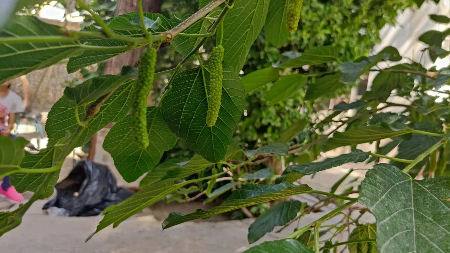 خانه باغ