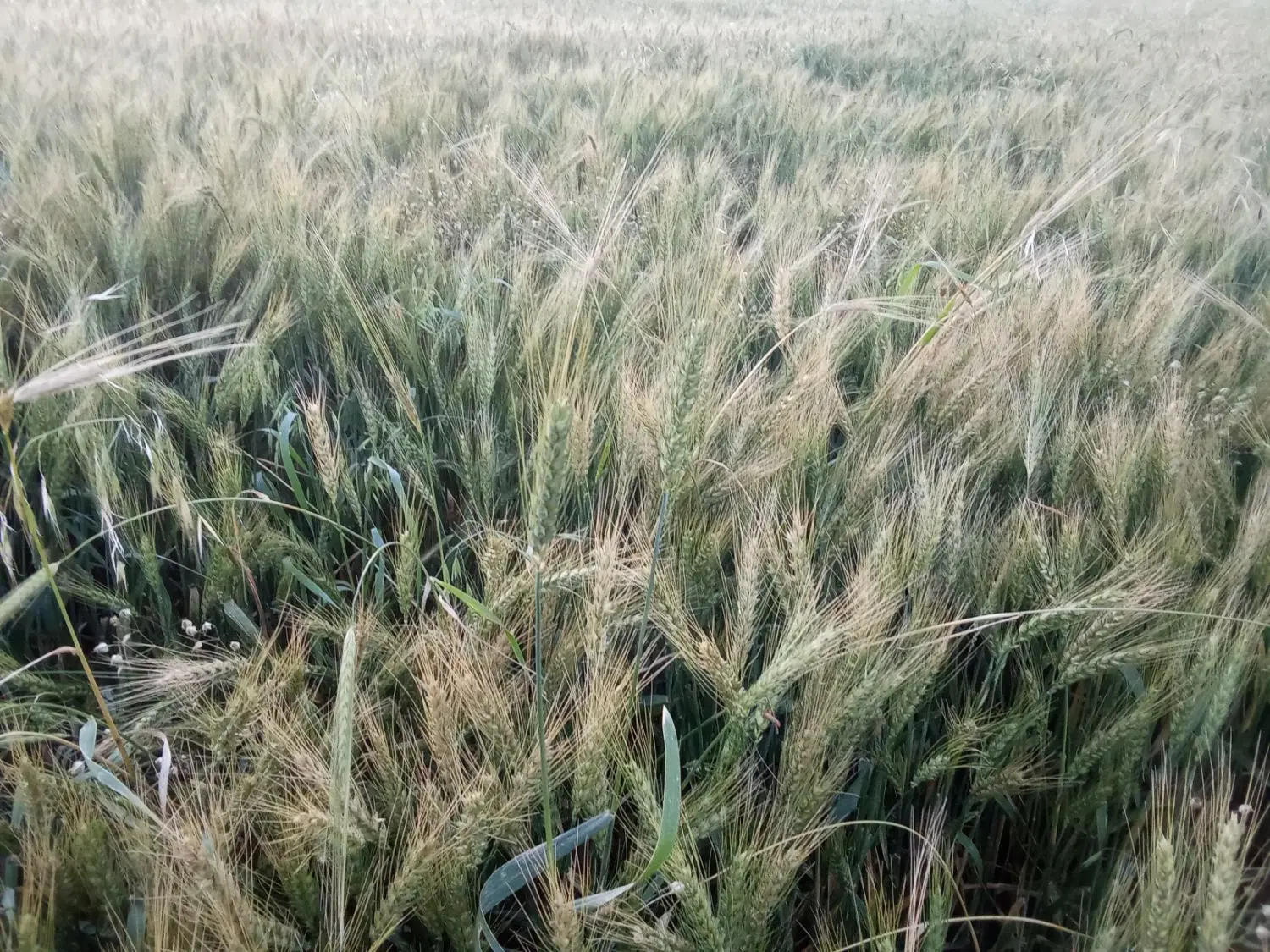 اجاره زمین کشاورزی