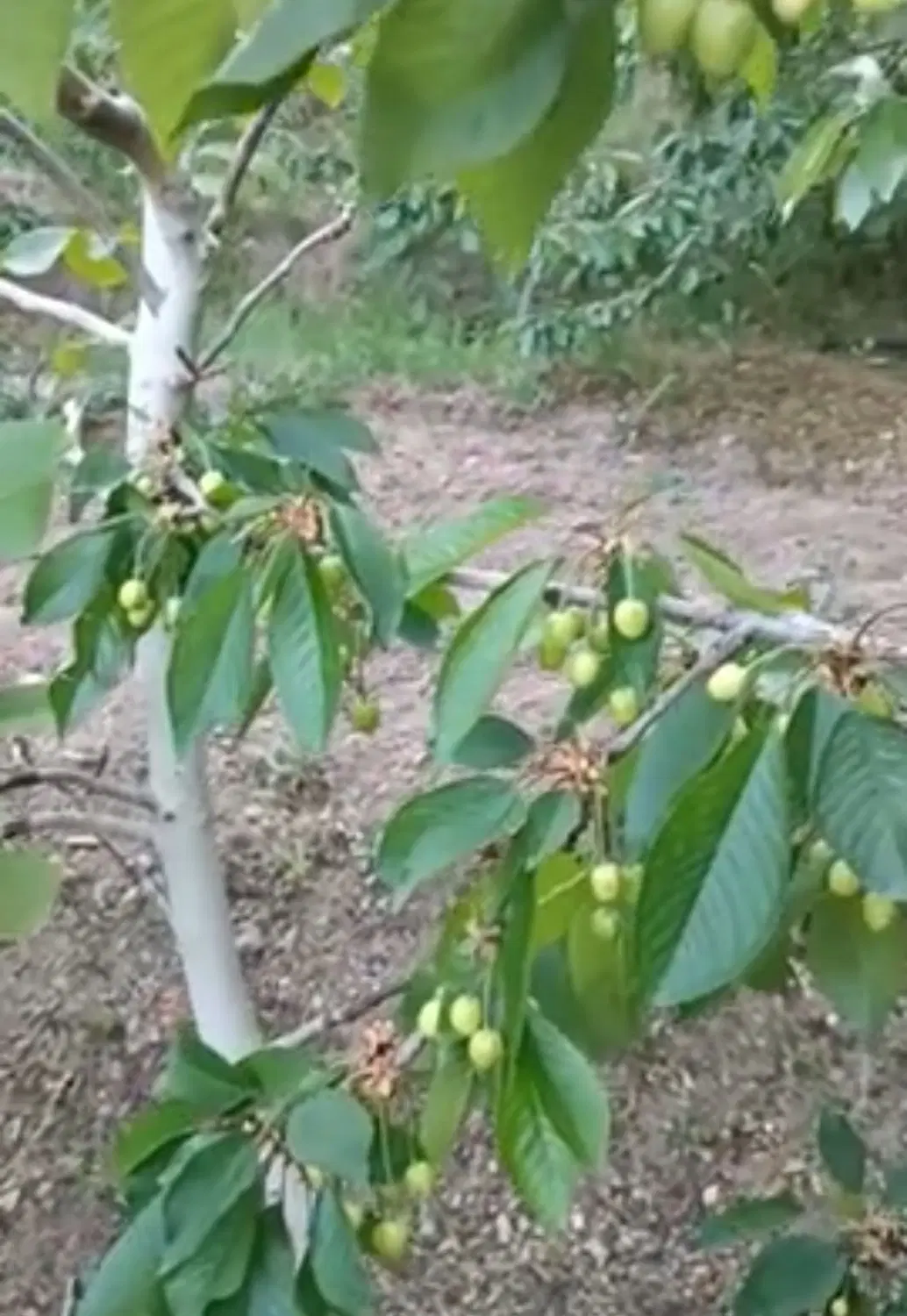 باغچه
