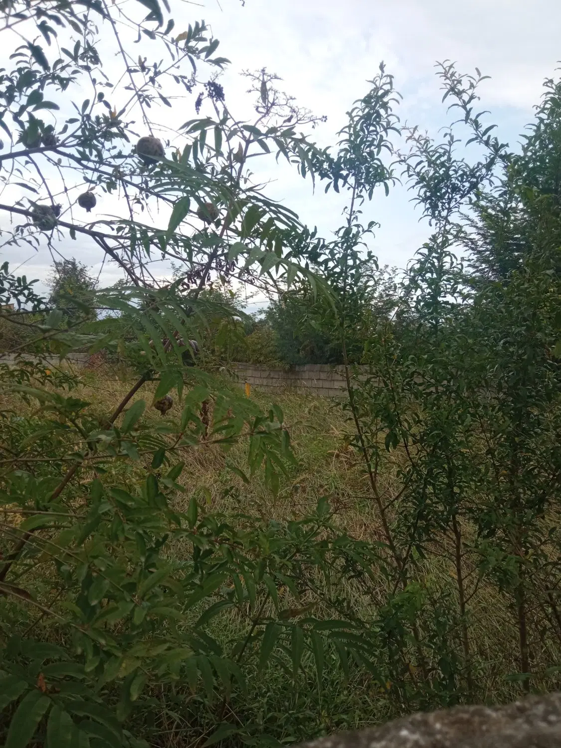 زمین مسکونی با جواز ساخت