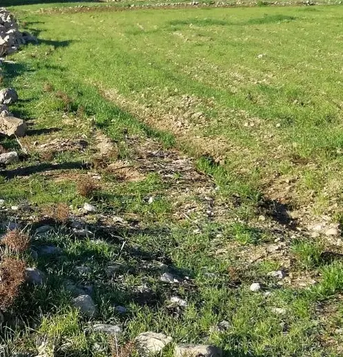 باغچه زمین کشاوزی