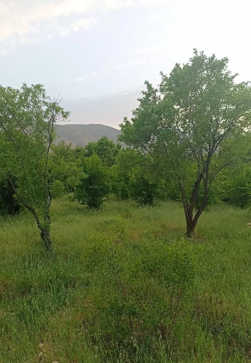 باغ ثمری1000
