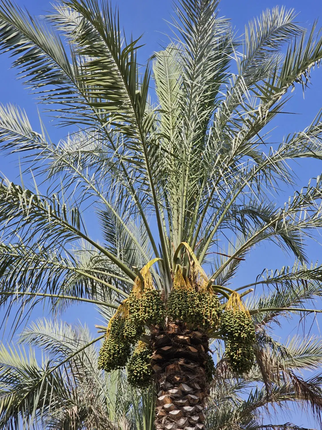 زمین مناسب ویلا