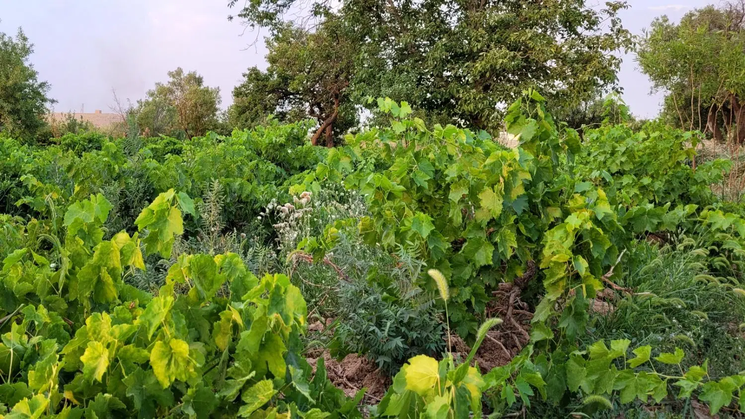 فروش باغ انگور