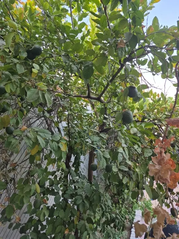 فروش زمین