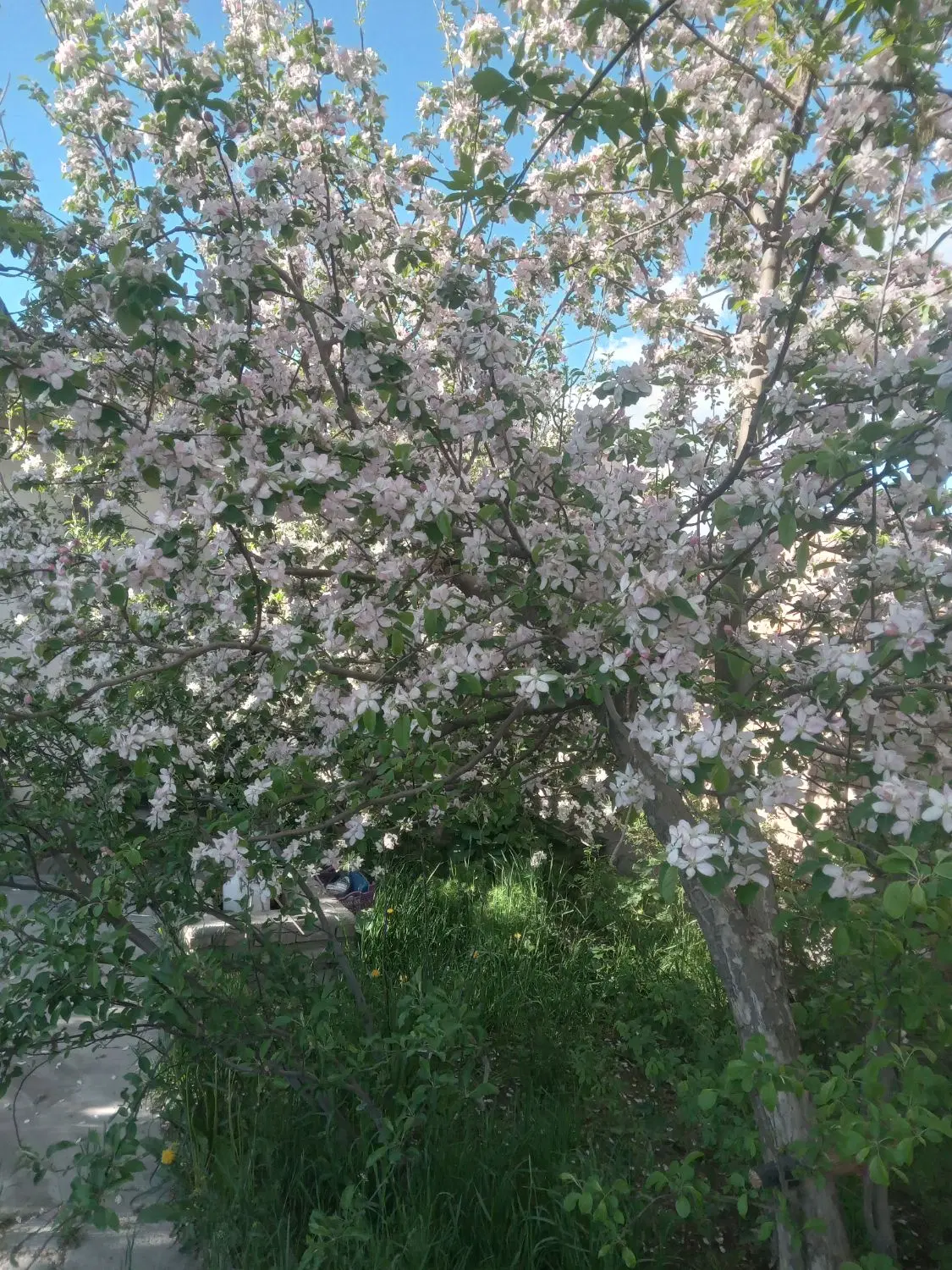 زمین برای خانه باغ
