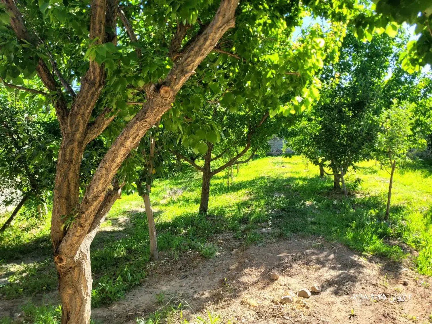 باغ ۱۰۰۰ متری واقع در روستای آبقد مبلغ توافقی