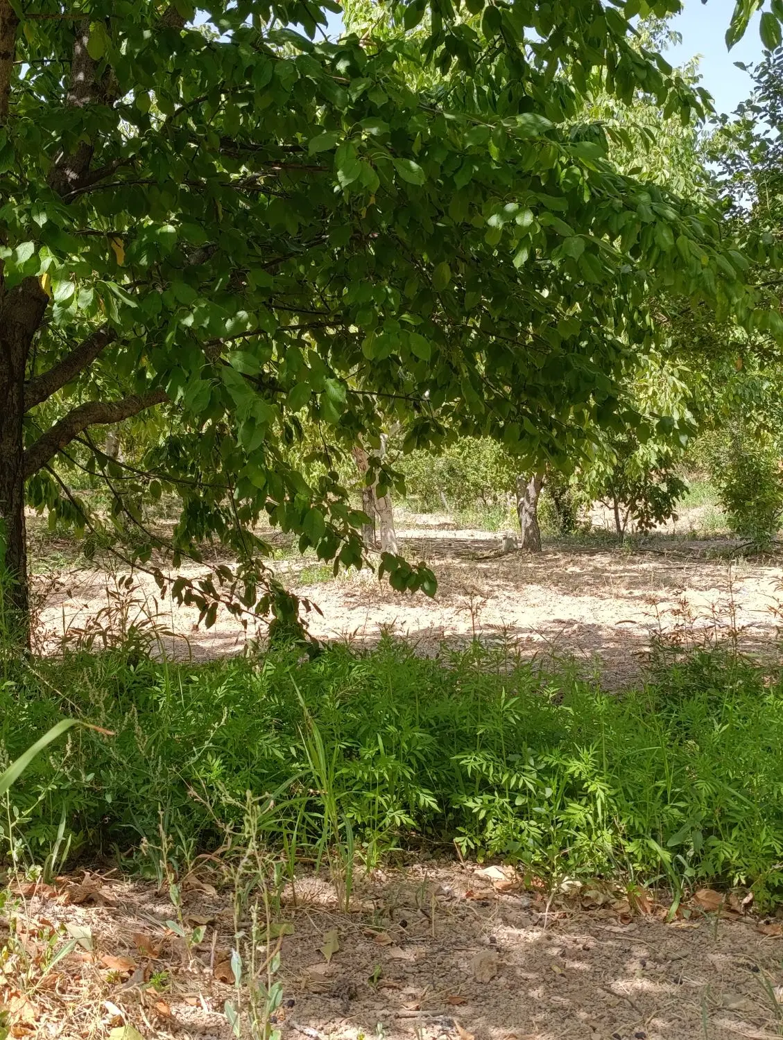 زمین نمونه