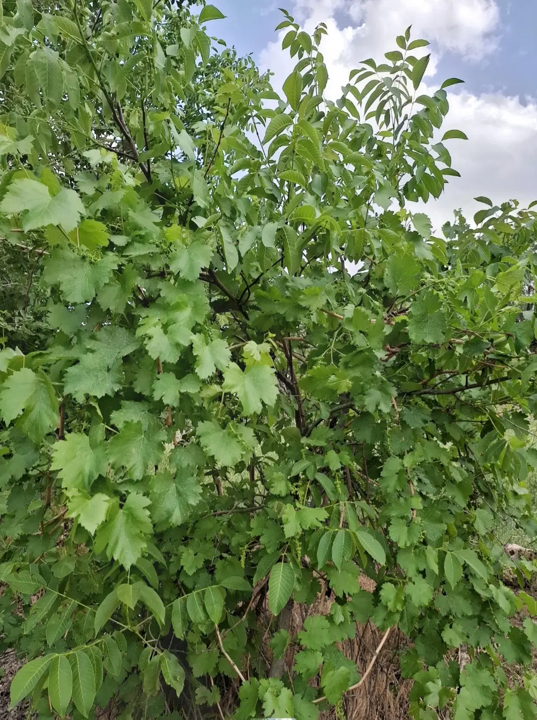 باغ گردو