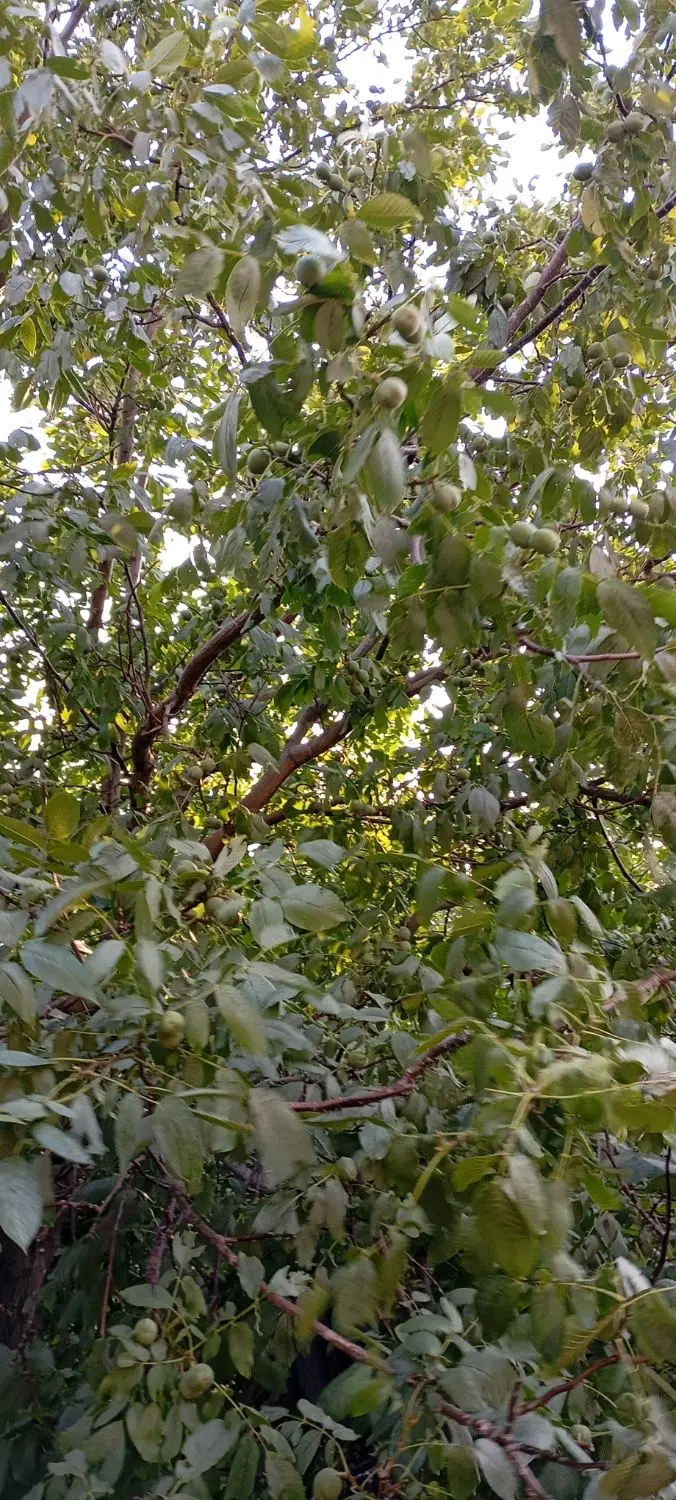 گردو سردرختی اجاره داده میشود