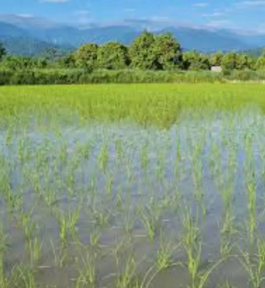فروش زمین کشاورزی روستای مردخه