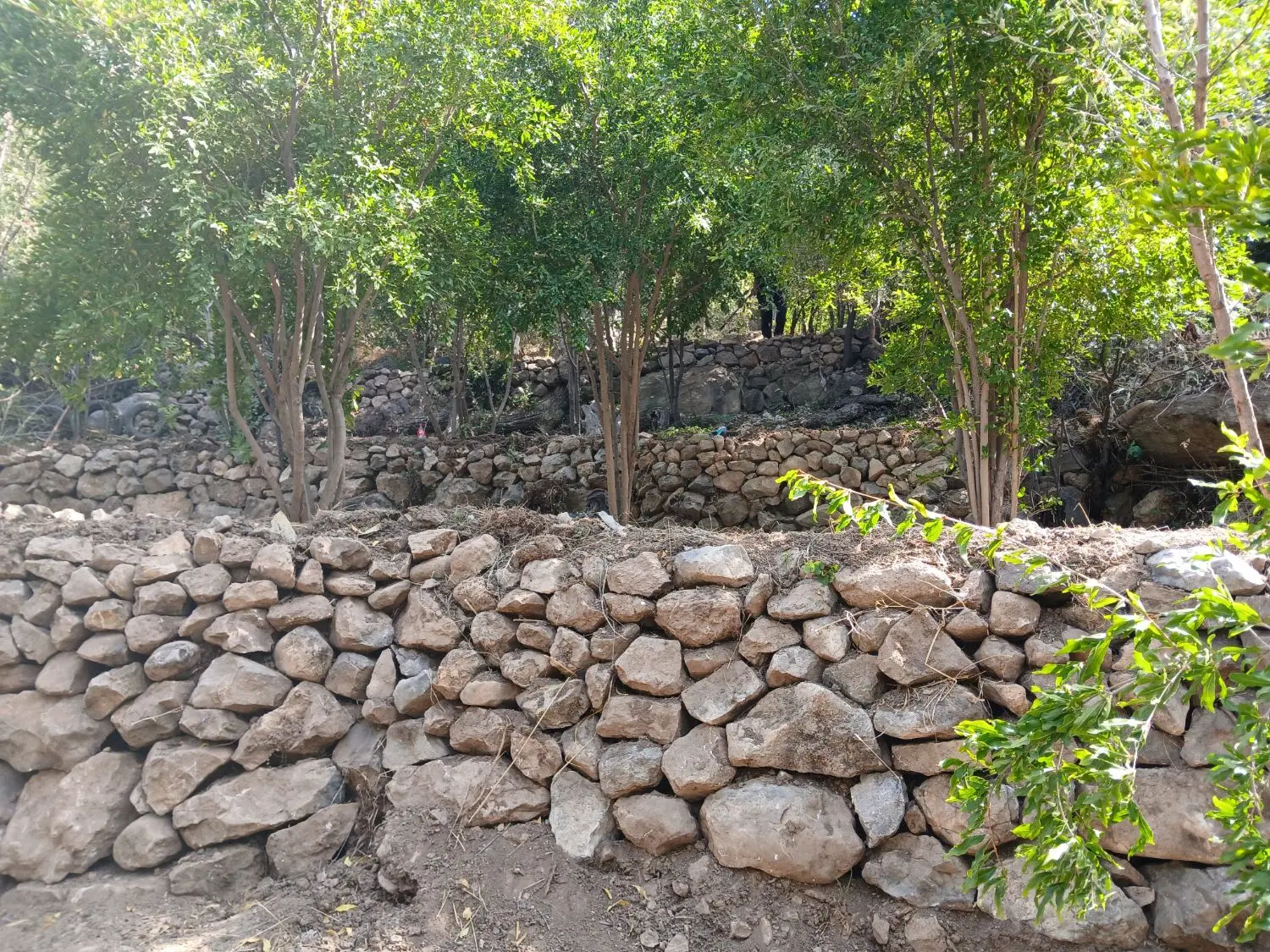 فروش باغ بیشه