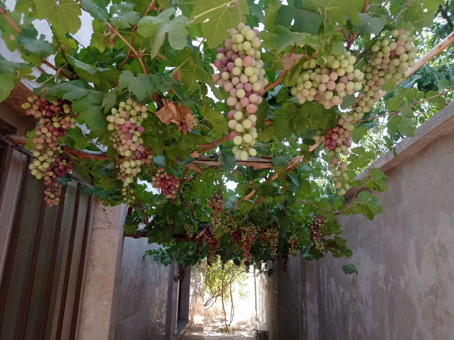 فروش ویلاباغ درشهرازنا