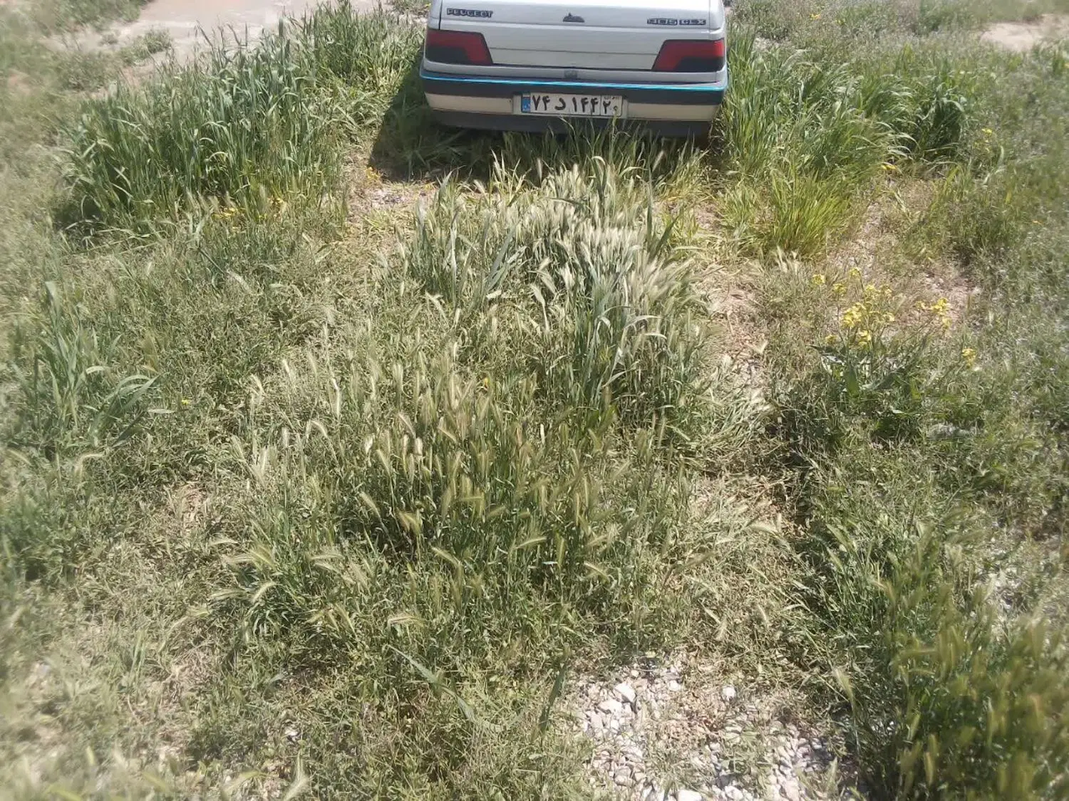 زمین آماده ساخت و خوش قیمت1500متر خوش نقشه