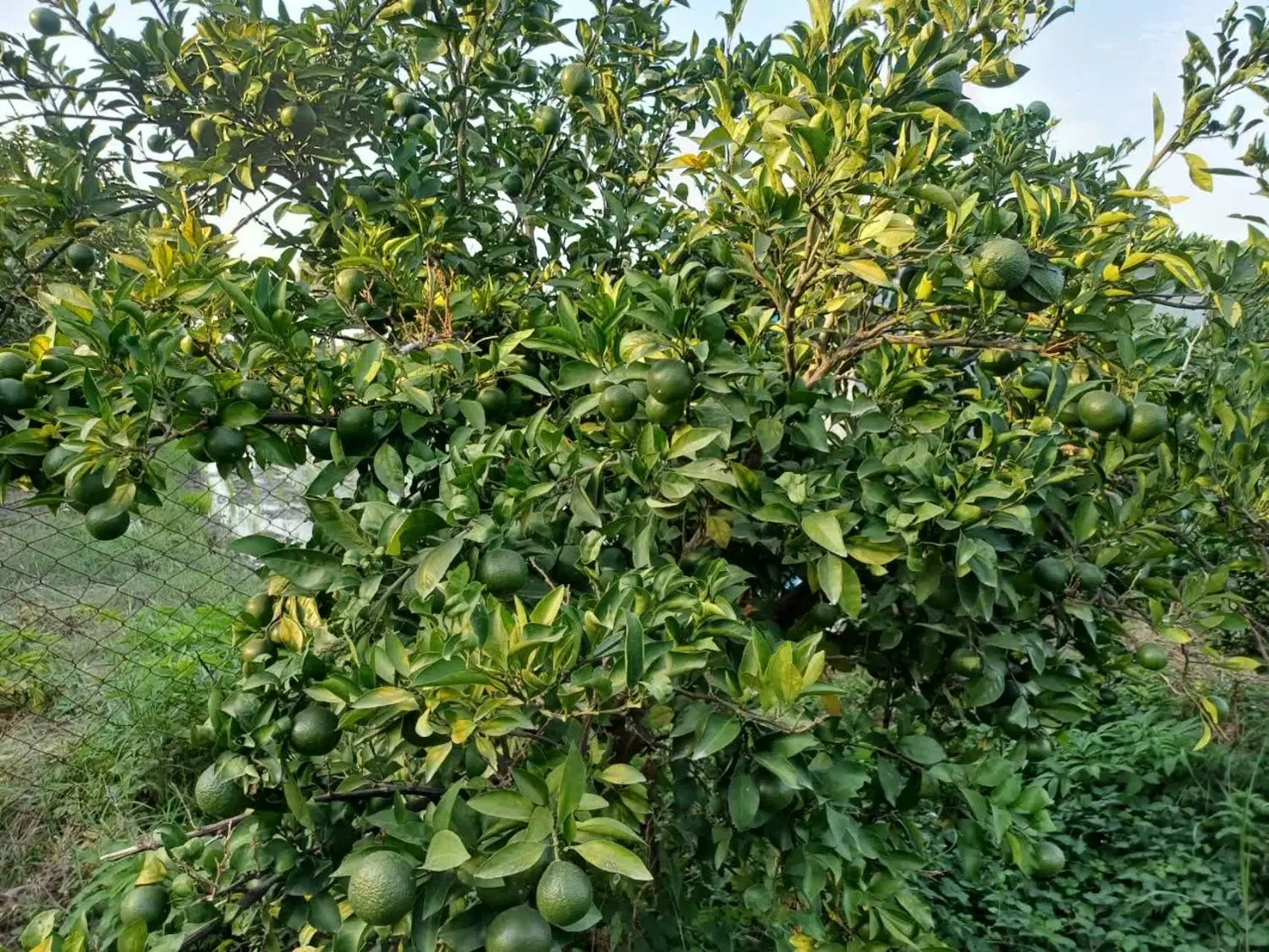 باغ پر محصول