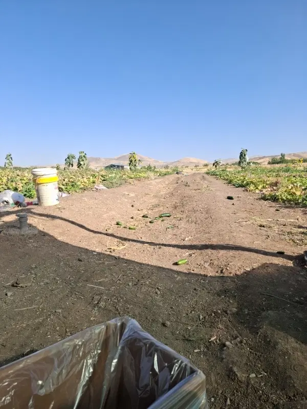 زمین کشاورزی