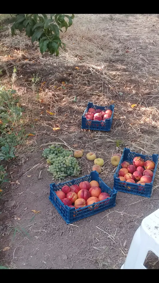 باغ میوه