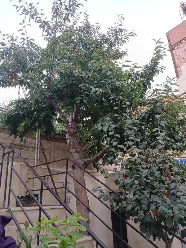 خانه اجاره ای