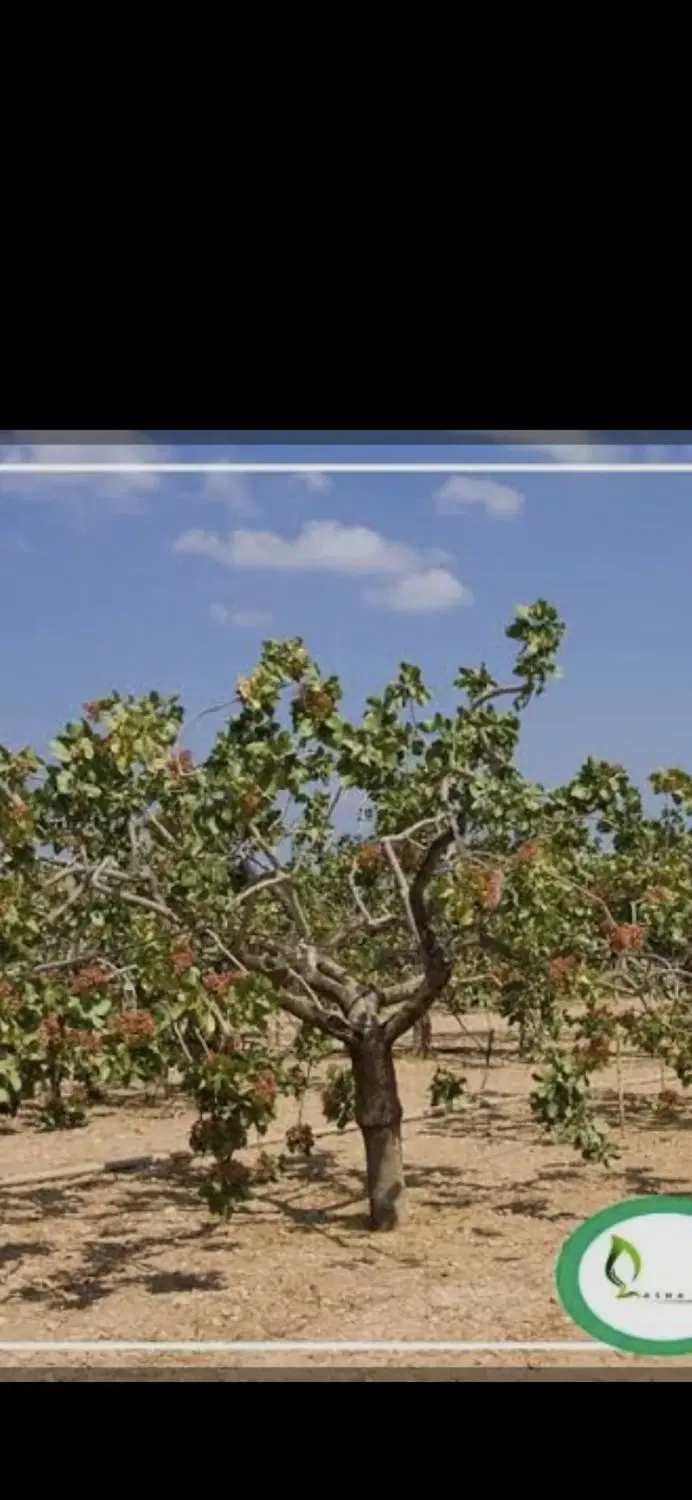 زمین پسته ای صحرا جهاد