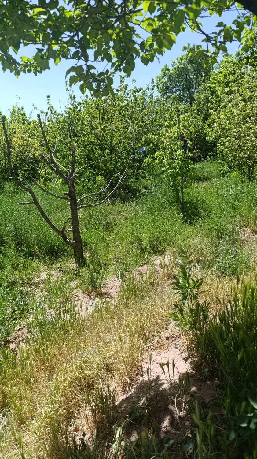 فروش باغ کوهپایه