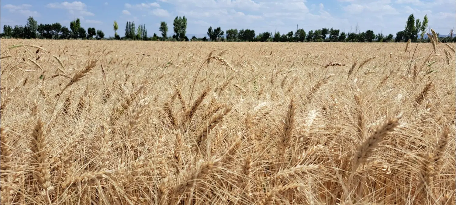 زمین مزروعی آبی مکانیزه  ۵۵ هکتار در استان زنجان