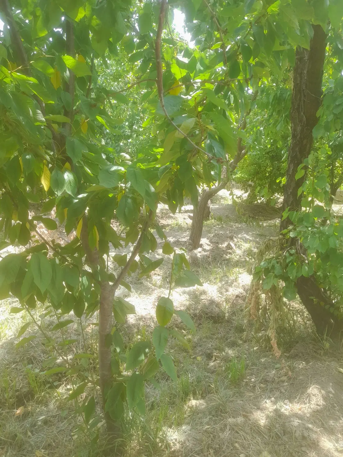۳۰۰متر خوشنام خیابان اکسیر ۴دیواری سند تک‌برگ