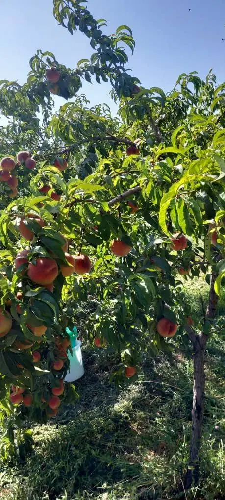 فروش باغ دستگرد چغاخور