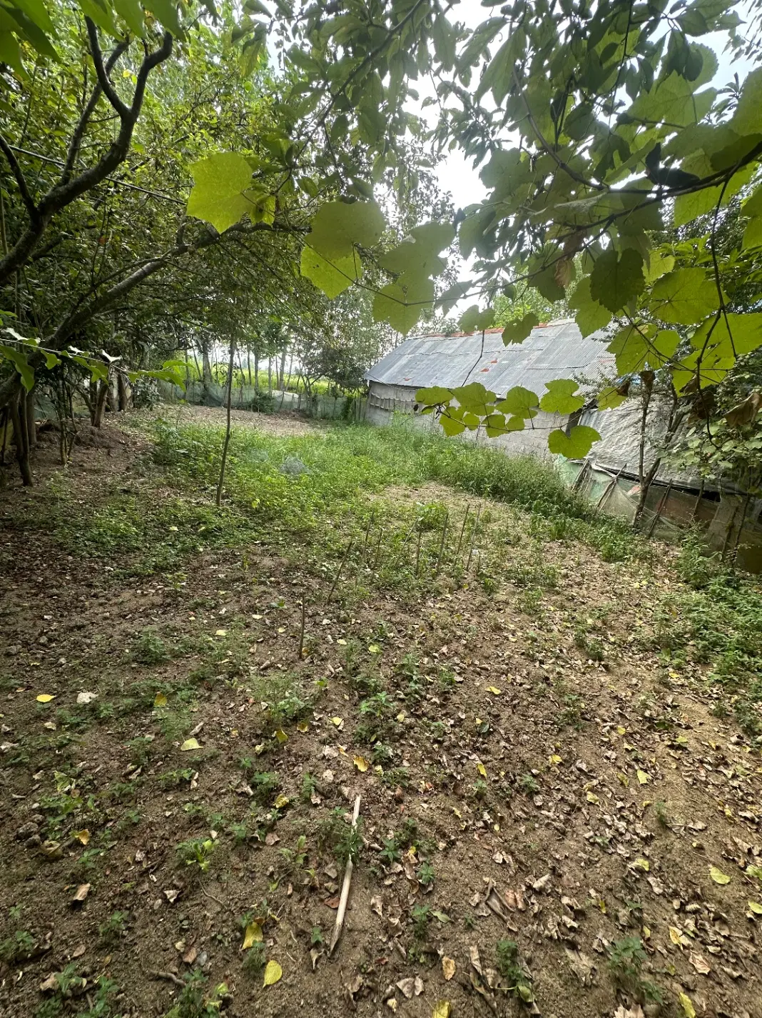زمین باغی