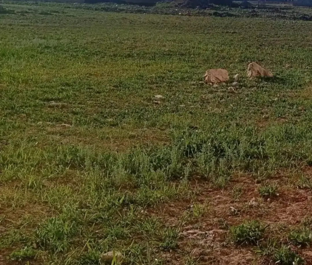یک قطعه زمین