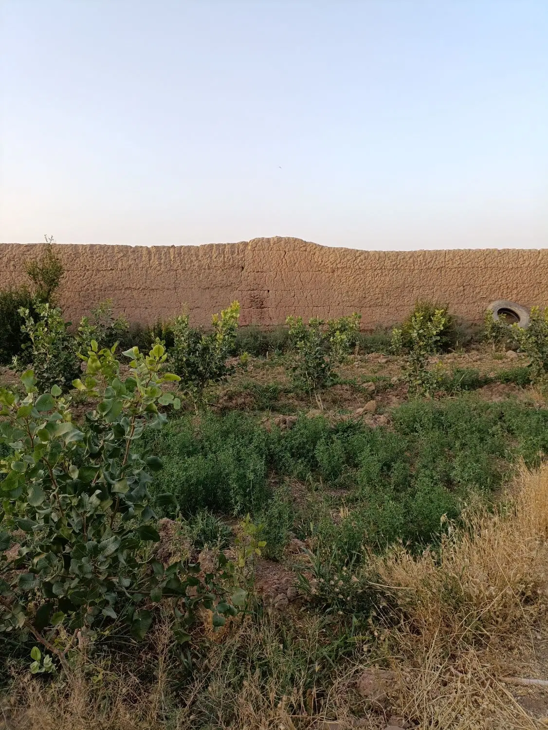 باغ انار