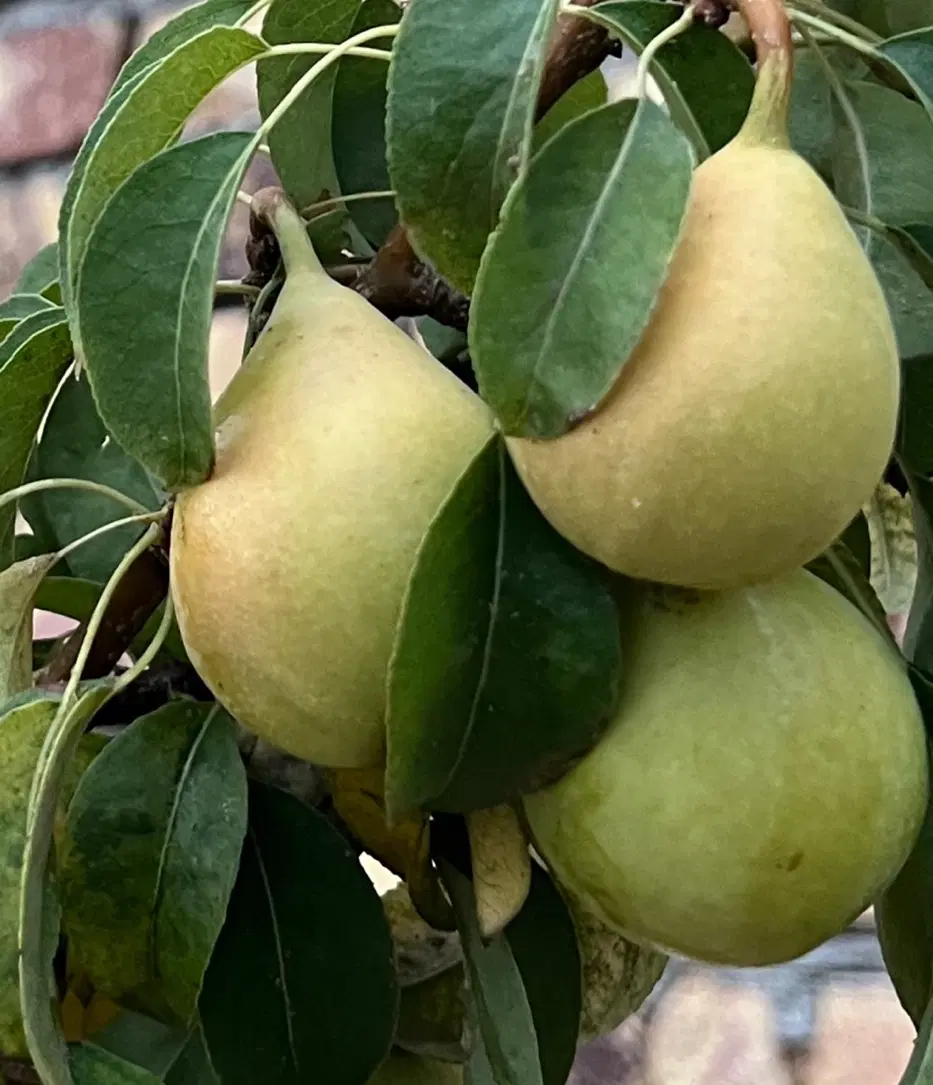 زمین باغی جاده میقان