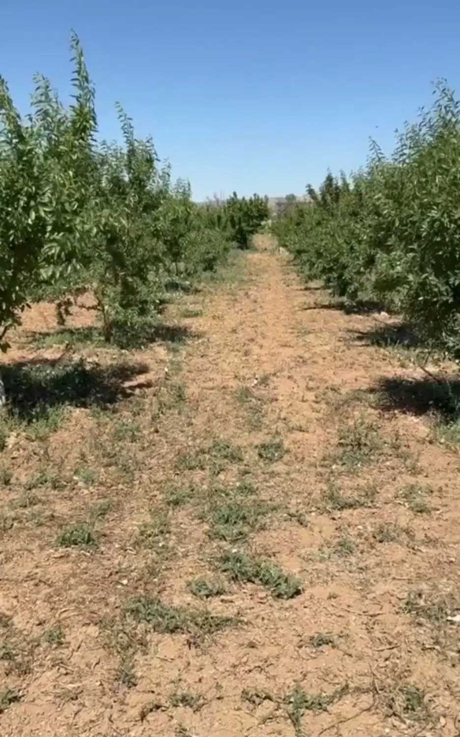 زمین گاوخانه