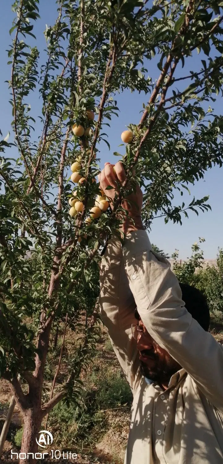 باغچه ۲۰۰۰متر