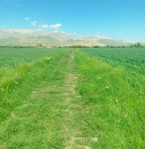 زمین آبی