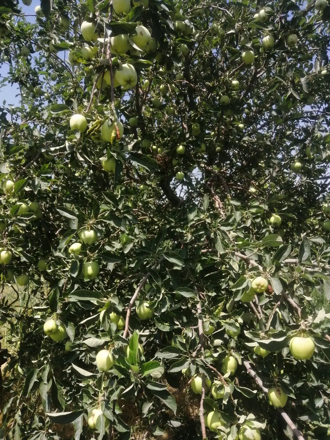 سیب قرمز به اجاره داده می‌شود بر خیابان