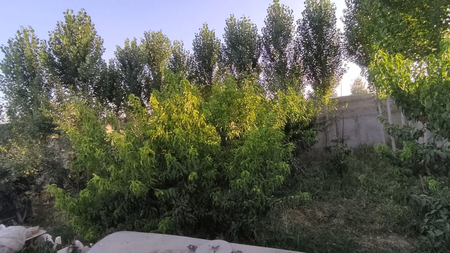 باغچه ۲۵۰متری نزدیک بافت