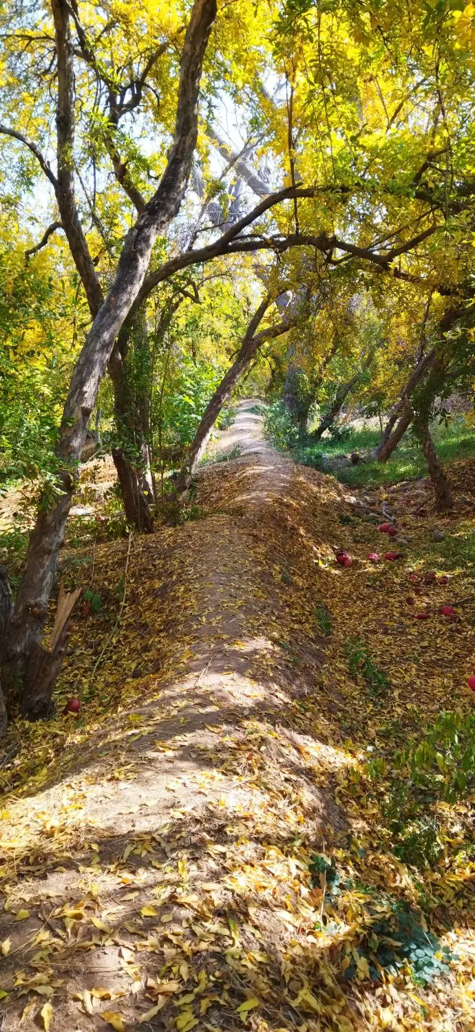 باغ 1500 متر