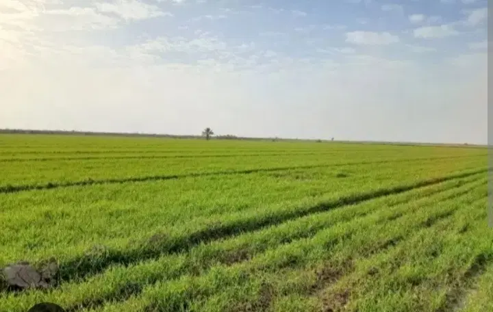 زمین کشاورزی