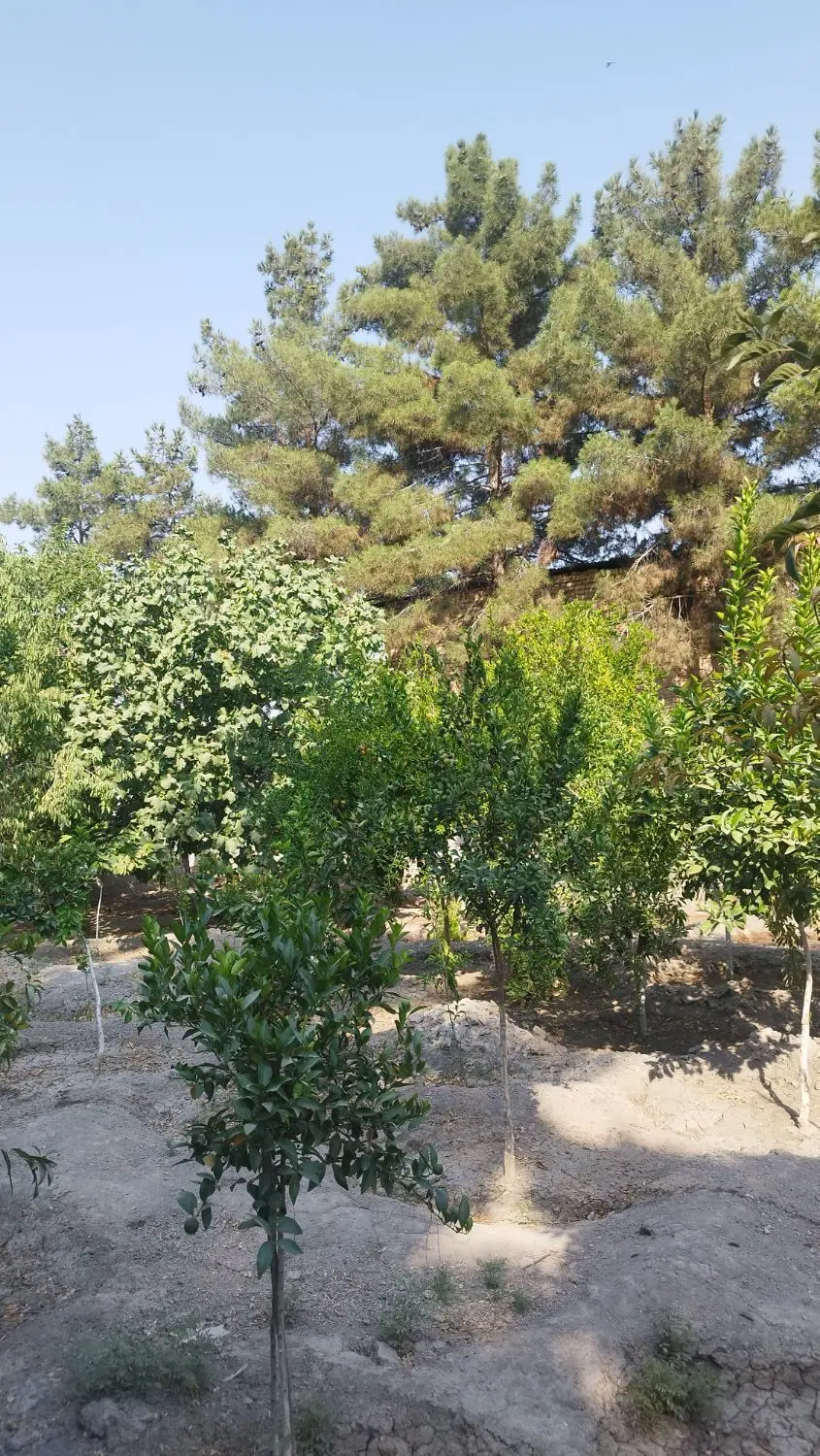 باغ