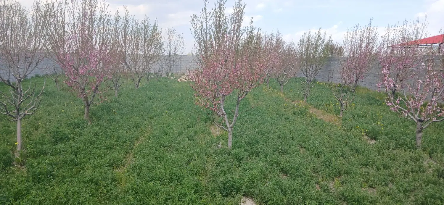باغ وباغچه اردوشاهی بر کوی صبا