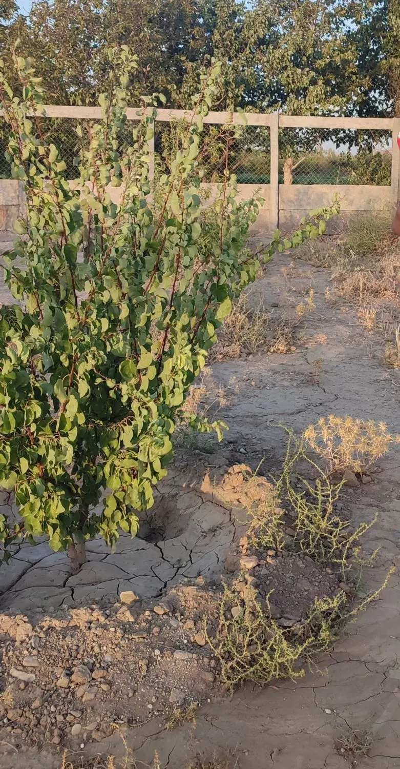 ۹۰۰ متر زمین باغی