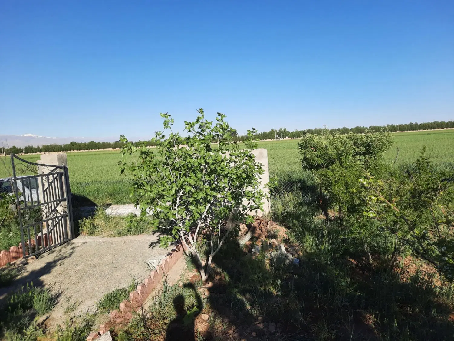 فروش باغ در کاظم آباد آبیک