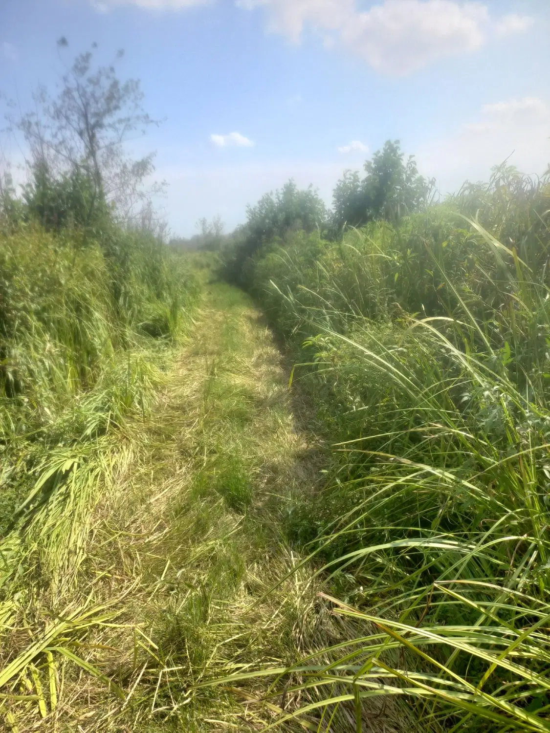 زمین باغی ۲۵۰ متری