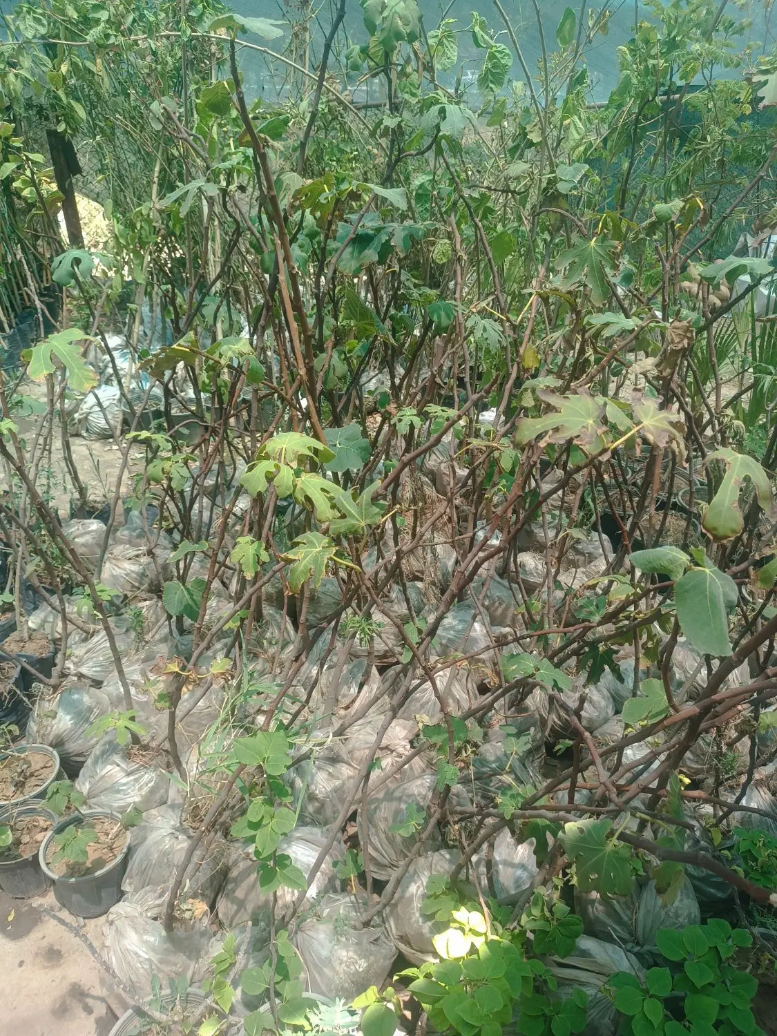 گلخانه
