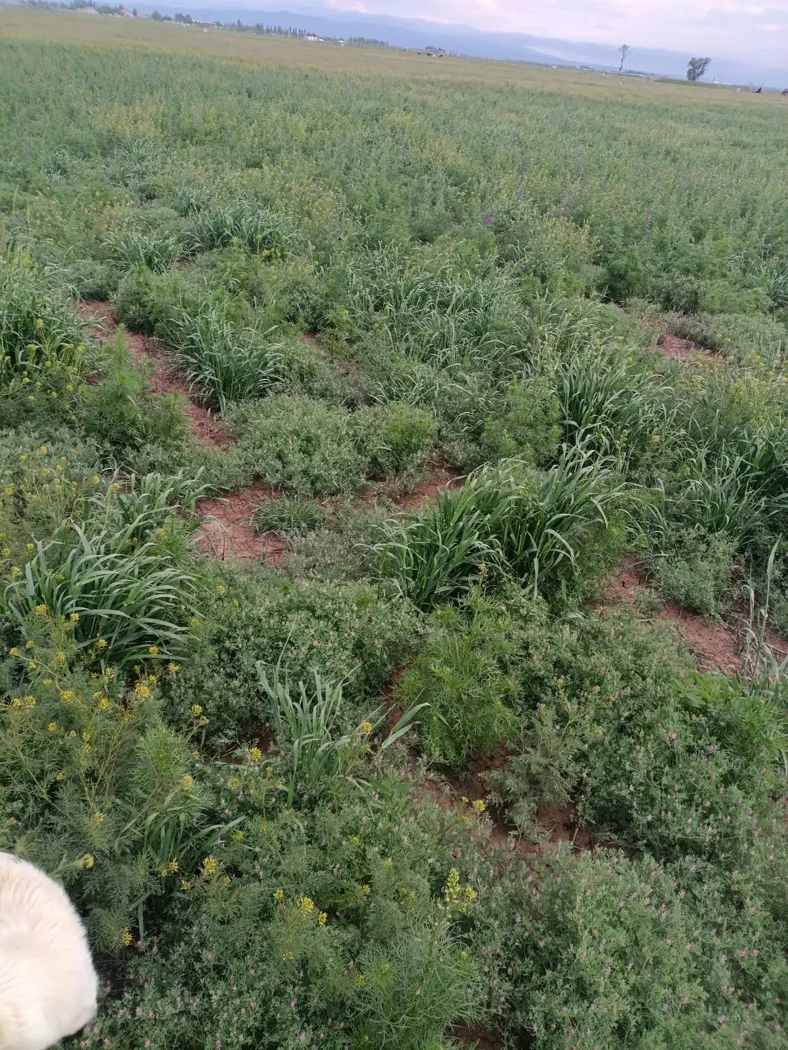 زمین دیم ۸۰۰۰ متر