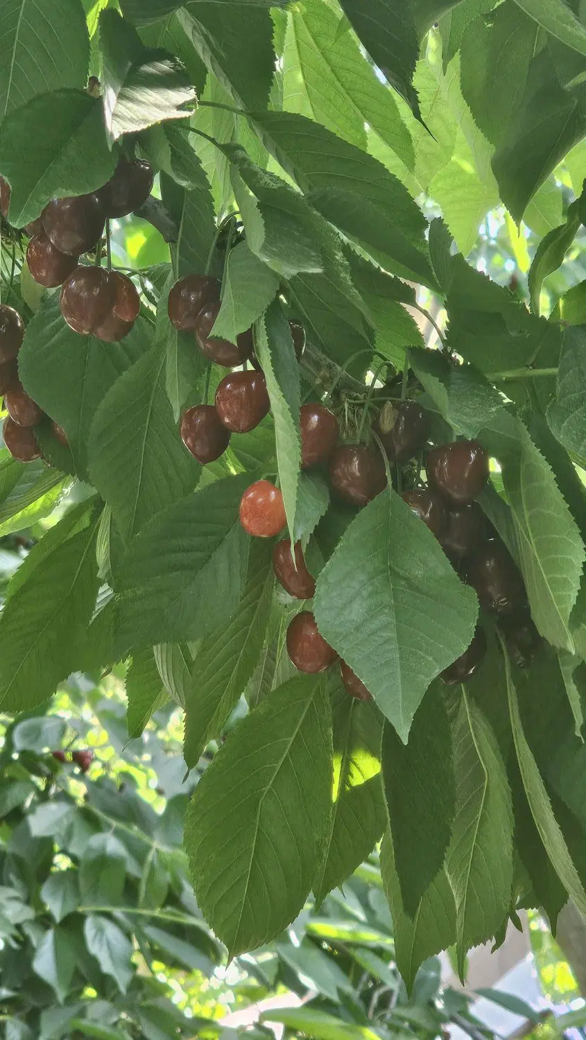 باغ میوه ۶۰۰ متری با استخر  چاه آب ۳۰متر بنا ولیان