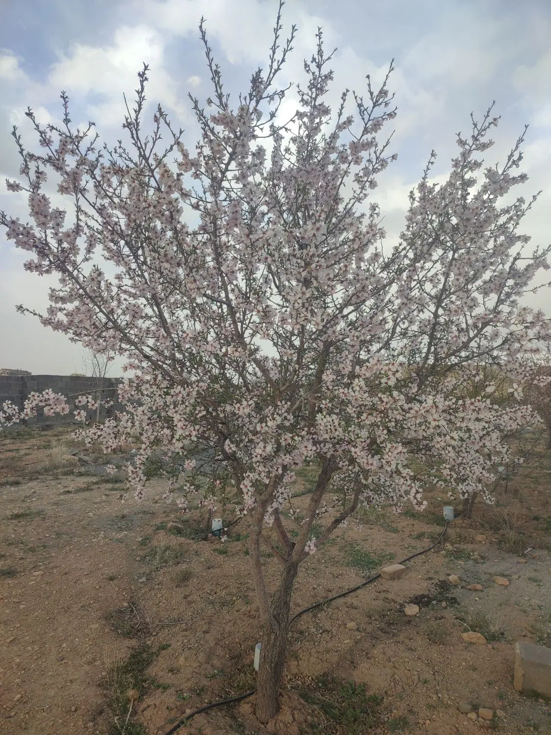 زمین باغی شورین