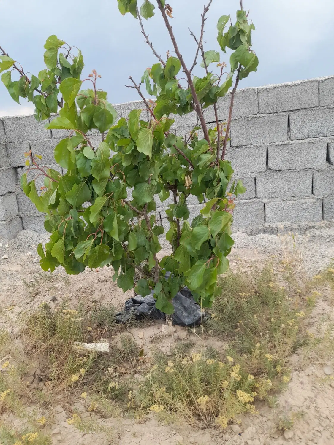 باغچه ۱۰۰۰ متری واقع در صفادشت علی بیات