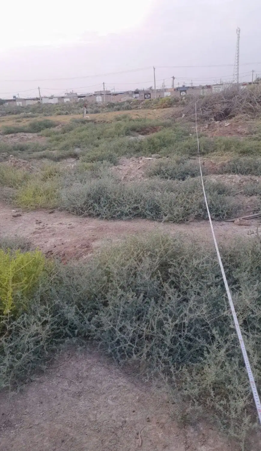 زمین  مسکونی سوسنگرد