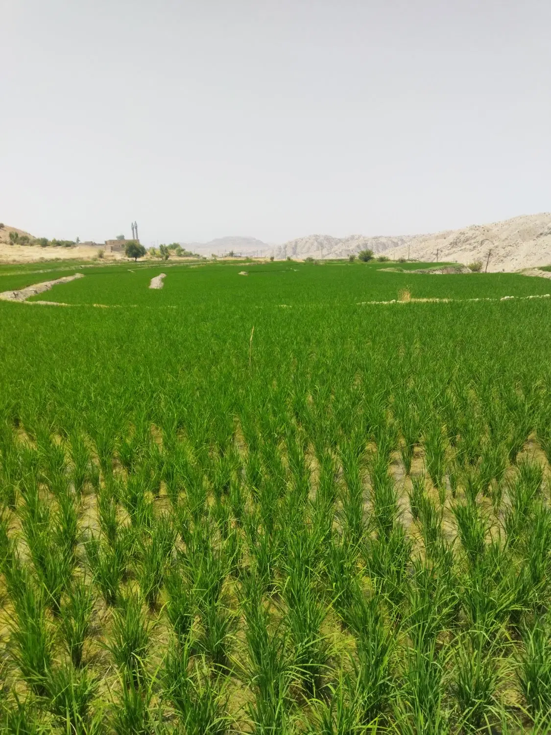 زمین باغی واقع درشمس آبادچرام،عکس تزئینی